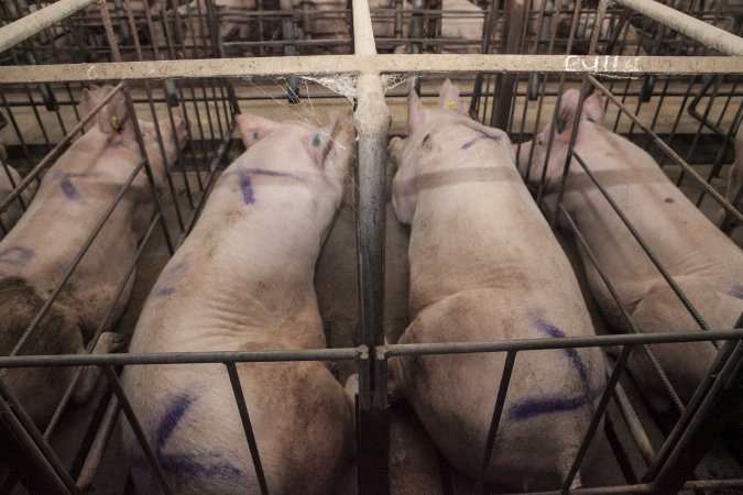 Sows lying in sow stalls