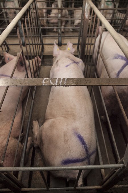 Cull written on bar of sow stall
