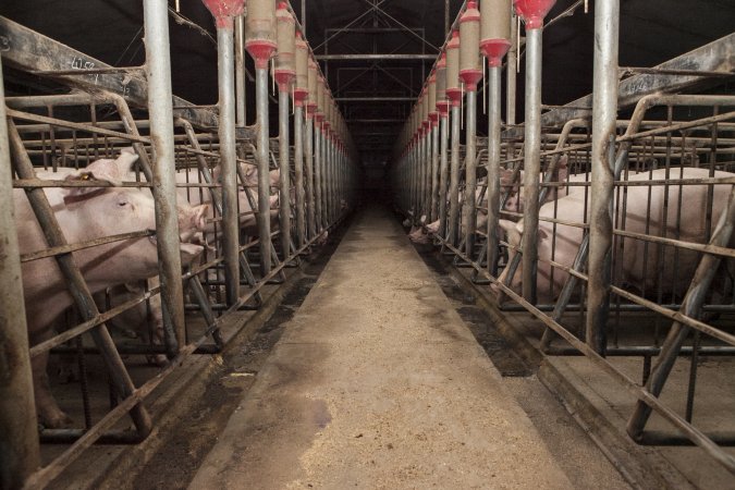 Looking down centre aisle of sow stall shed