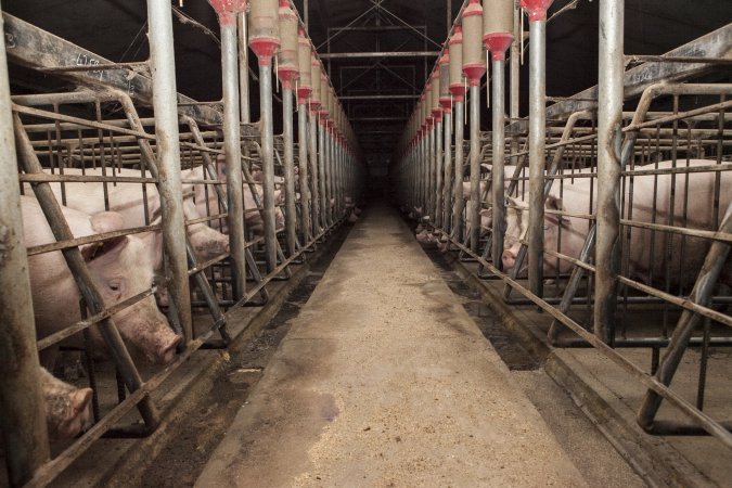 Looking down centre aisle of sow stall shed