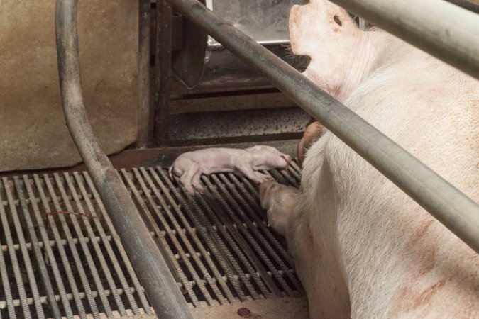 Dead piglet next to mother in farrowing crate