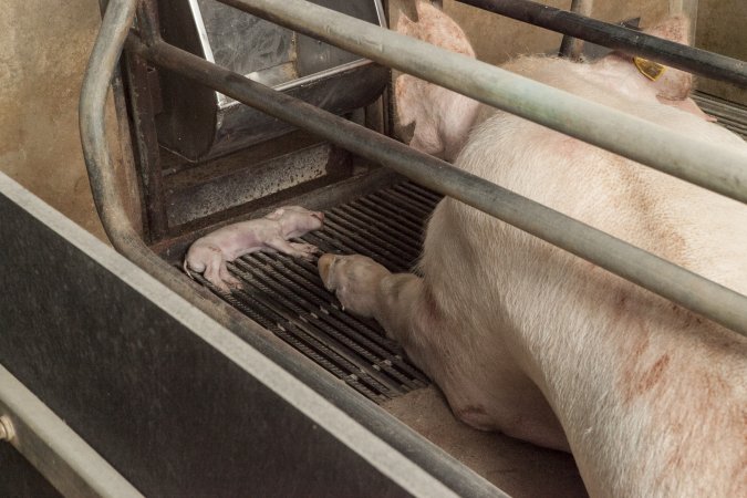Dead piglet in crate next to mother