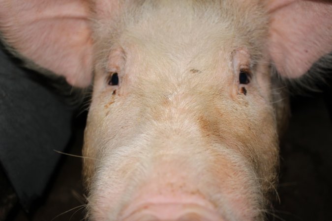 Face of sow in sow stall