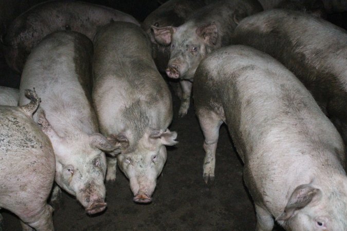 Australian pig farming