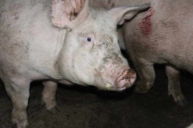 Australian pig farming