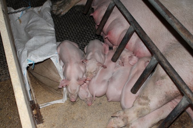 Farrowing crates at Pine Park Piggery NSW