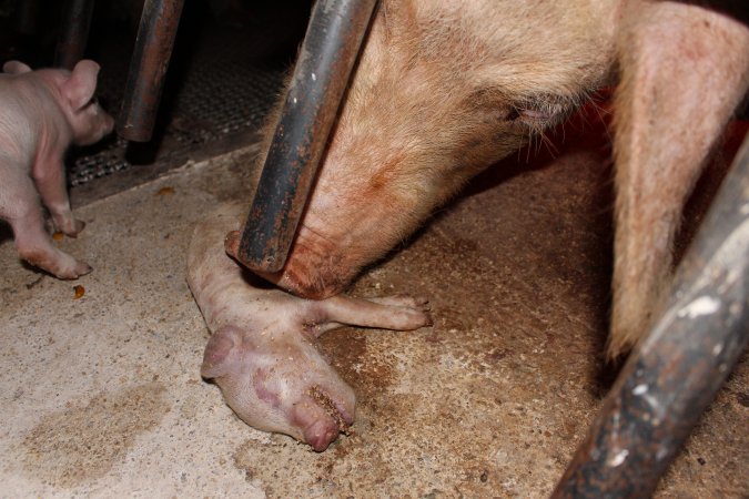 Mother nudging dead piglet