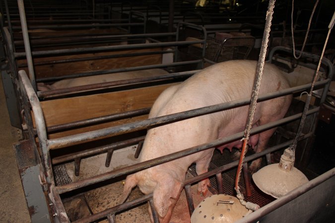 Farrowing crates at Pine Park Piggery NSW