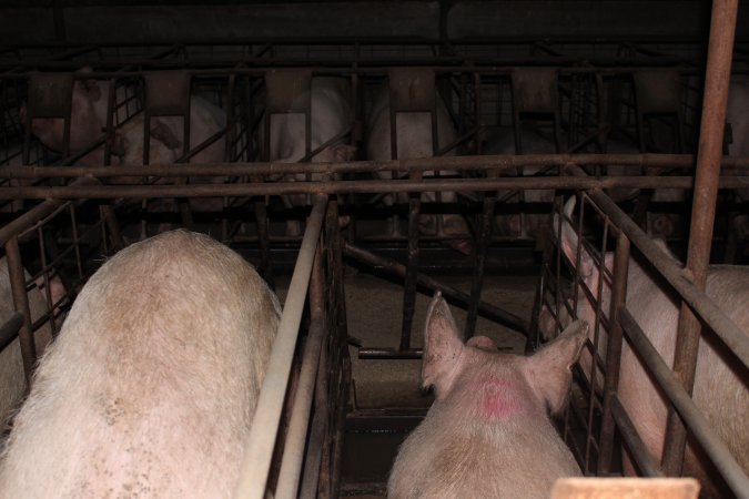 Sow stalls at Pine Park Piggery NSW