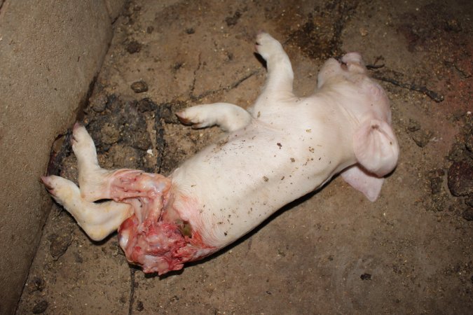Dead piglet, possibly cannibalised
