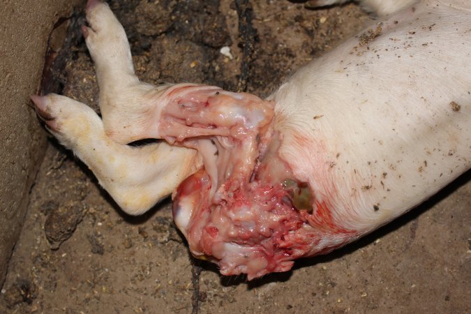Dead piglet, possibly cannibalised