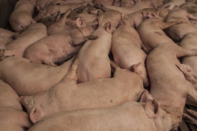 Grower pigs at Dead Horse Gully (DHG) Piggery NSW