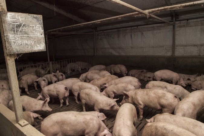 Grower pigs at Dead Horse Gully (DHG) Piggery NSW