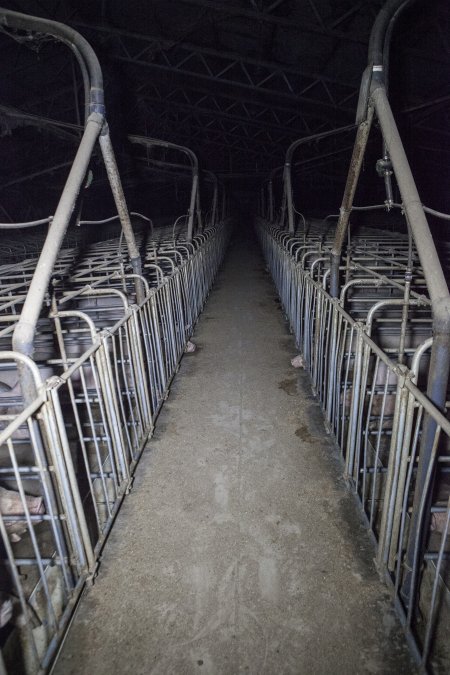 Looking down aisle of sow housing shed