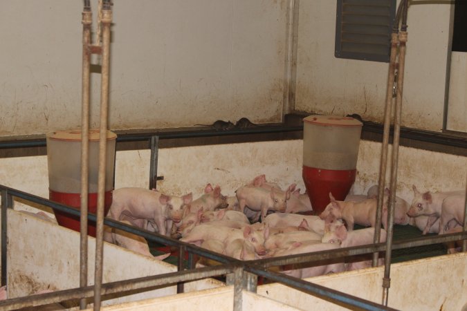 Weaner pen with rats