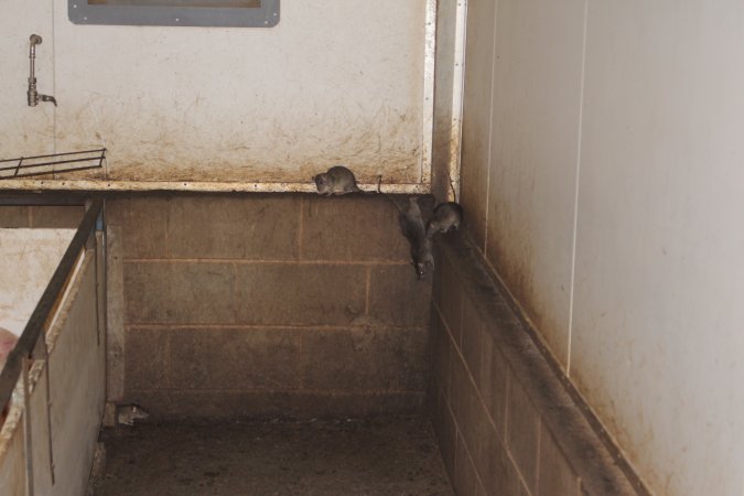 Rats in weaner shed