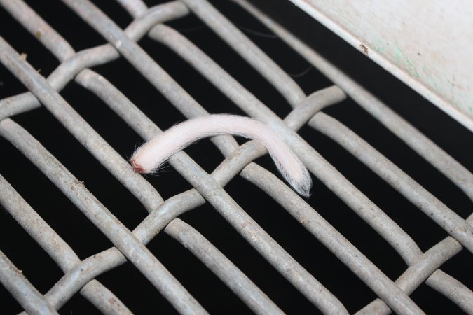 Severed piglet tail