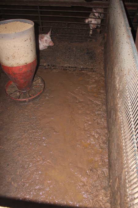 Weaner pigs living in excrement