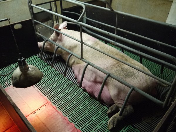 Pregnant sow in farrowing shed