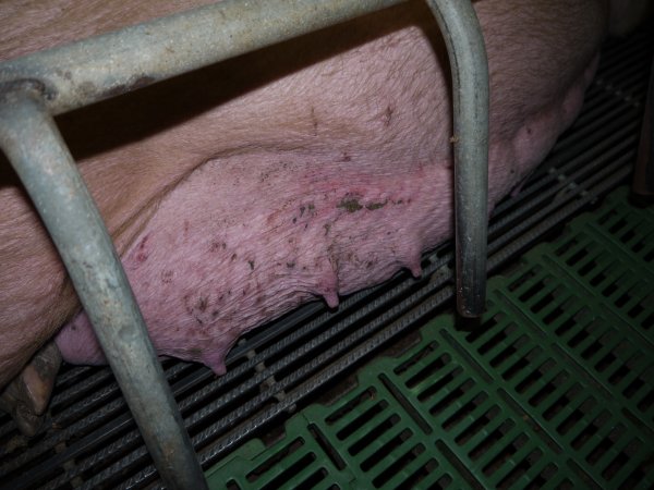 Sow with rough inflamed teats