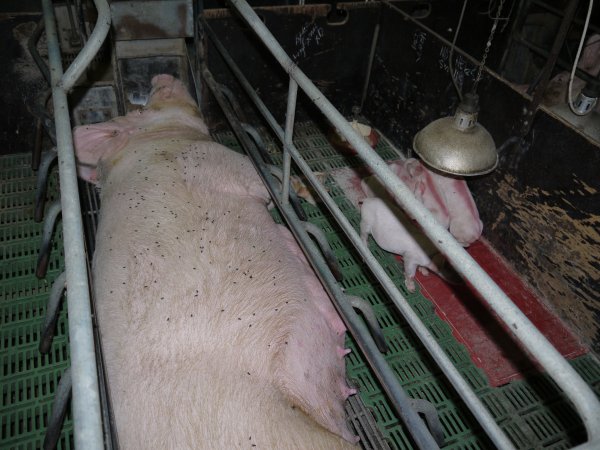 Farrowing crates at Templemore Piggery NSW