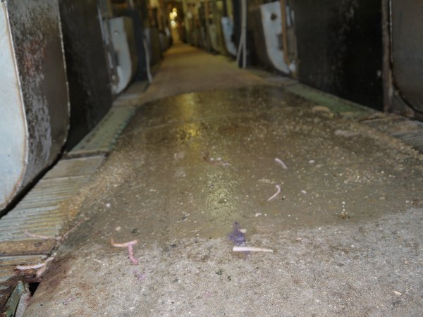 Severed piglet tails scattered across aisle