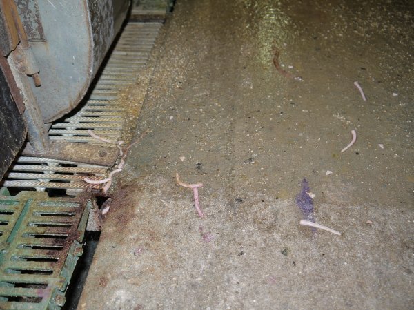 Severed piglet tails scattered across aisle