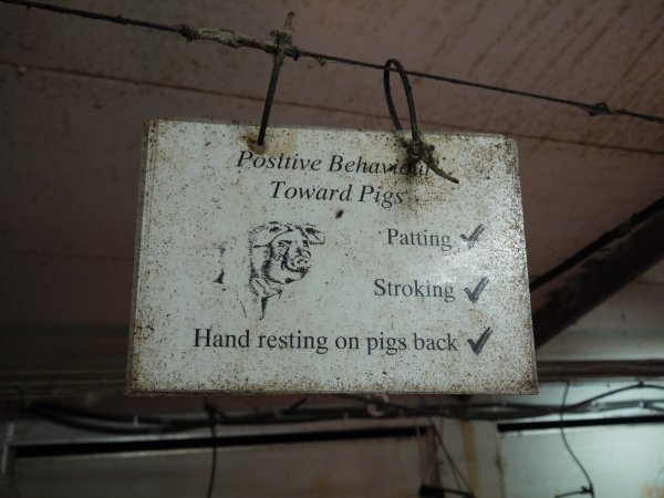 Sign: 'positive behaviour toward pigs'