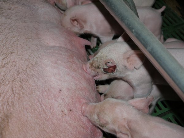 Piglet with facial wound