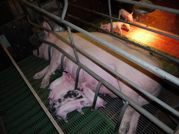 Farrowing crates at Templemore Piggery NSW