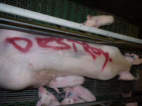 Sow with 'destroy' spray painted on her back