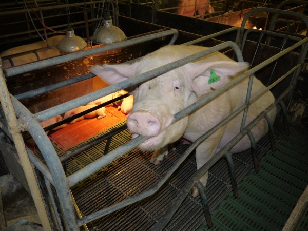 Sow chewing bar of farrowing crate