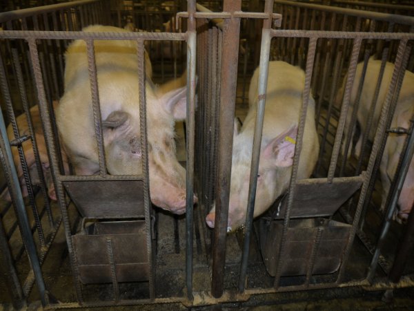 Sows in mating cages