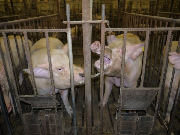 Sows in mating cages