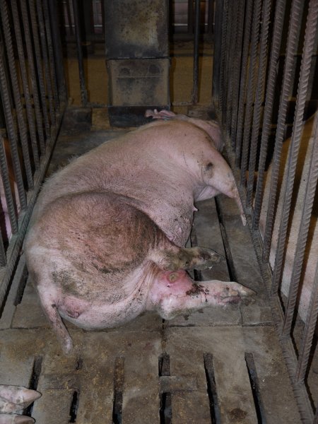 Sow in mating cage with infected leg wound