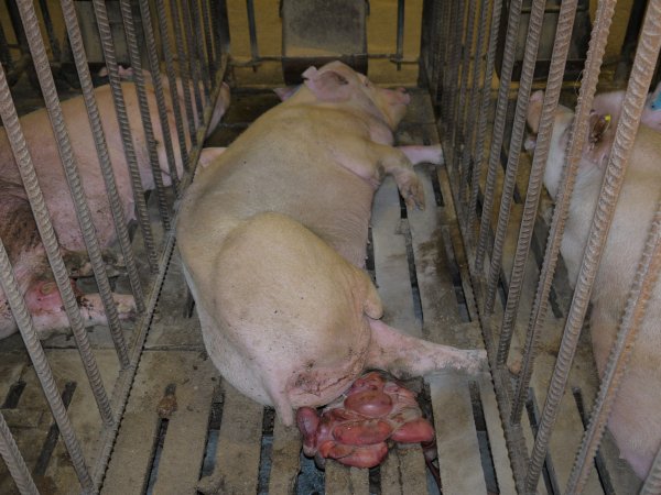 Sow in mating cage with premature birth