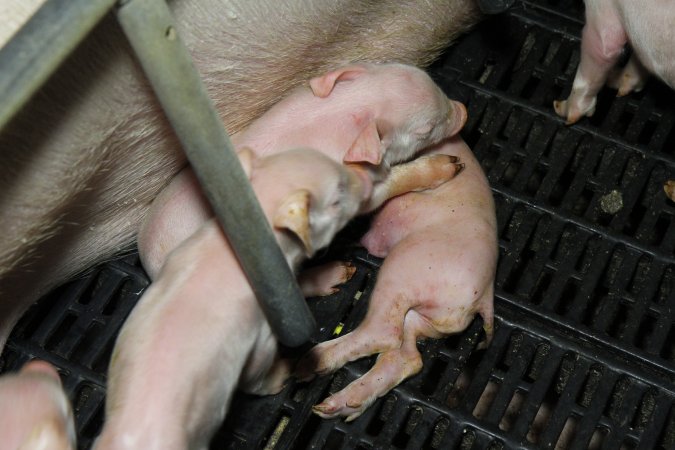 Piglet crushed under mother (overlay)