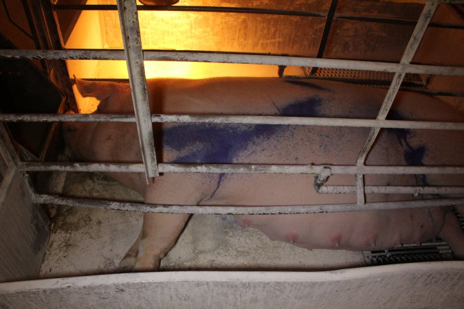 Pregnant sow