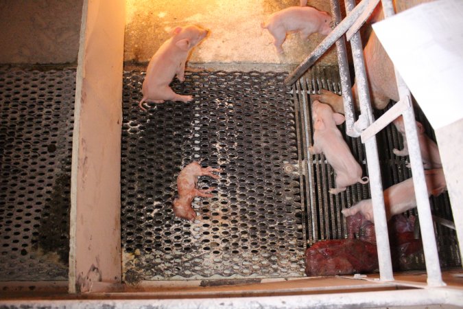 Stillborn piglet left in crate