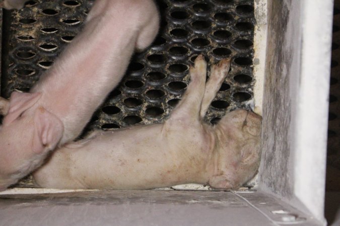 Dead piglet in corner of farrowing crate