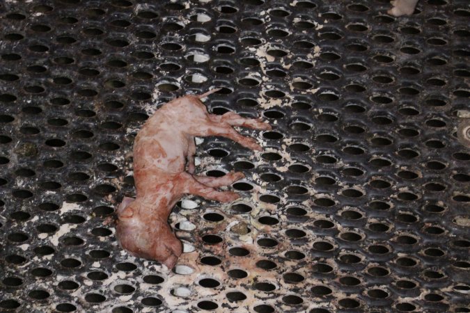Stillborn piglet left in crate