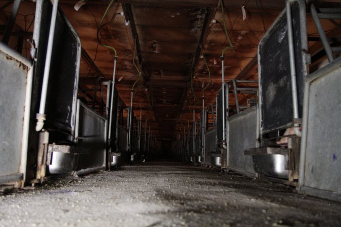 Looking down aisle of farrowing shed, low view