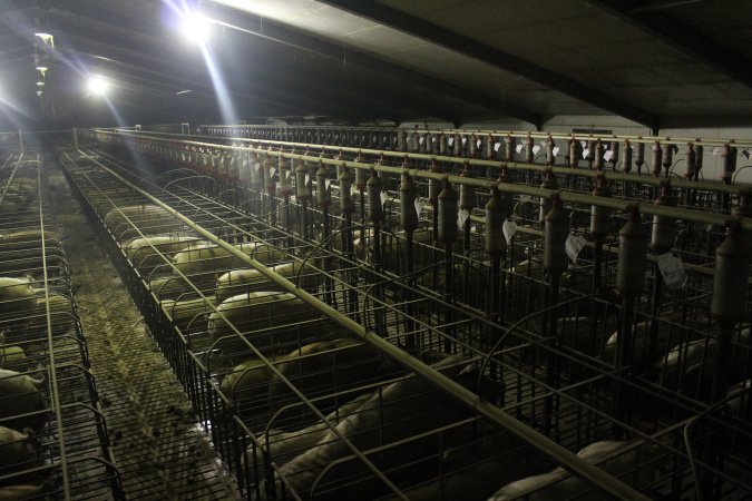 Wide view of huge sow stall shed
