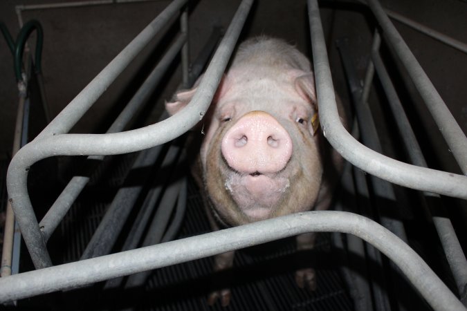 Farrowing crates at Selko Piggery NSW