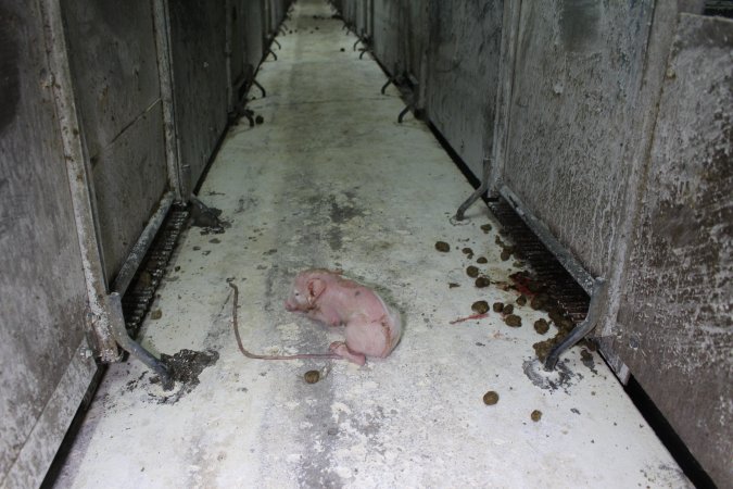Newborn piglet in aisle of farrowing shed