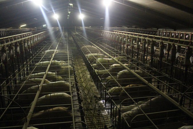 Wide view of huge sow stall shed