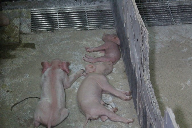Dead piglets in crate