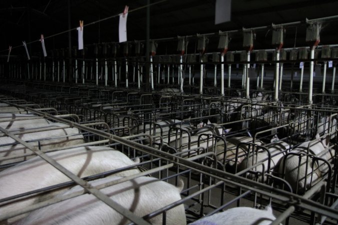 Wide view of sow stalls