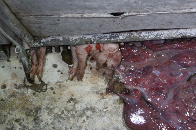 Dead piglet hanging out of farrowing crate
