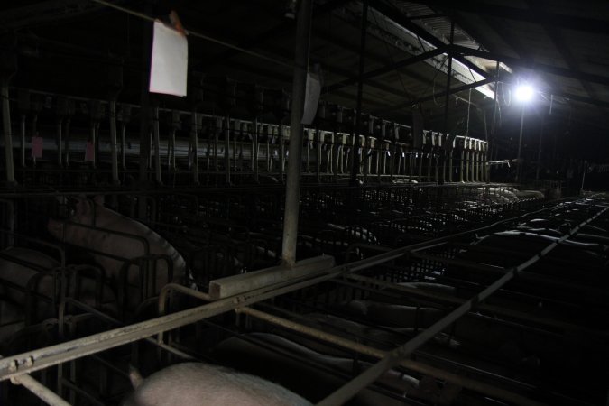 Wide view of sow stall shed